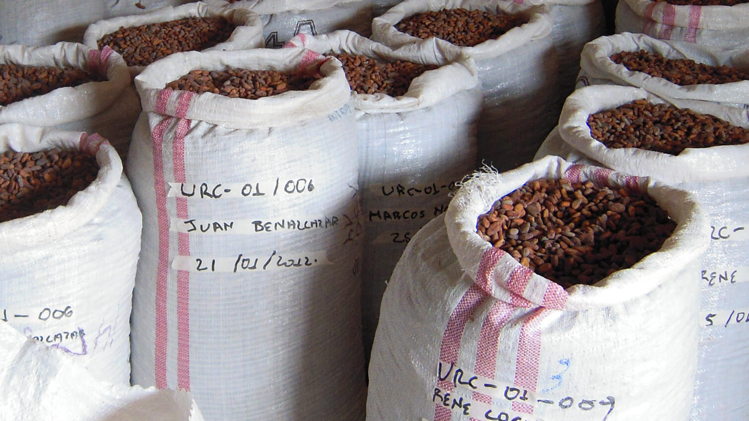  FÃ¨ves cacao coopÃ©rative APEOSAE en Equateur 